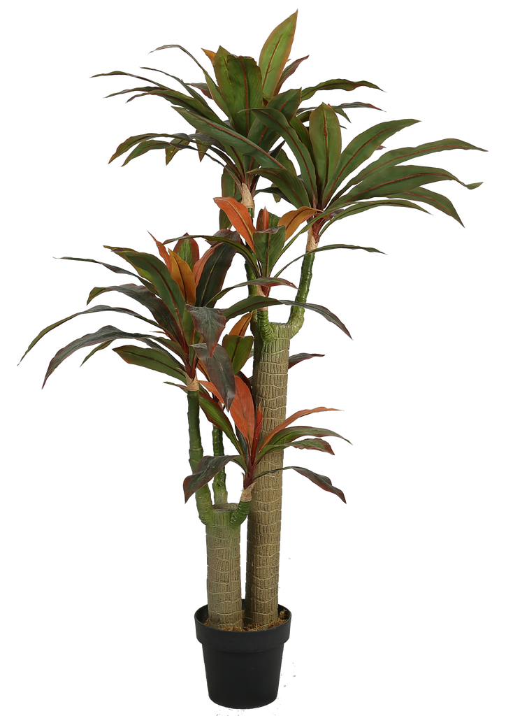 Dracaena Red Y8375-6-2PS
