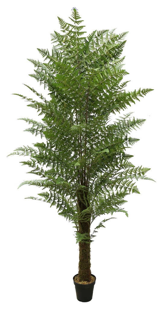Phoenix Fern Tree Y8402-21K-1T