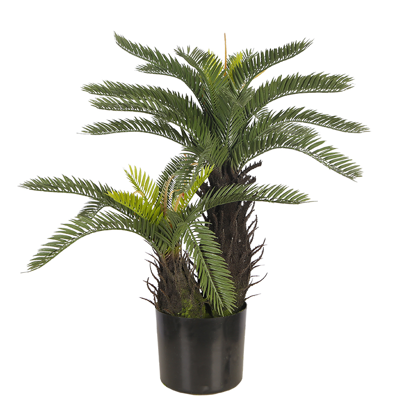 Cycas Palm Y8438-31-2P