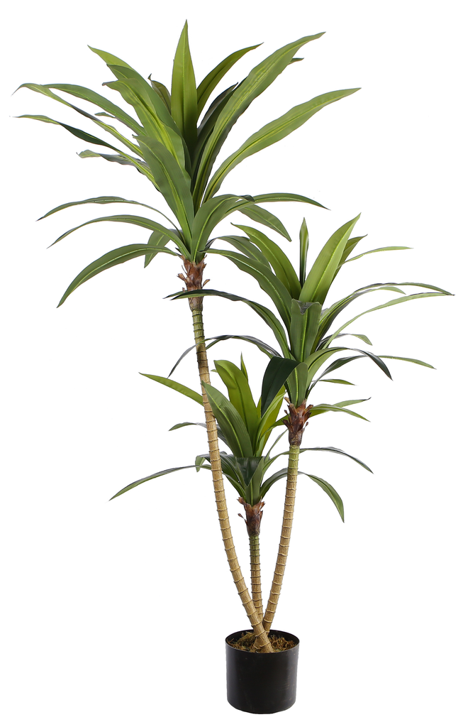Dracaena Large Y8420-69-3PWS