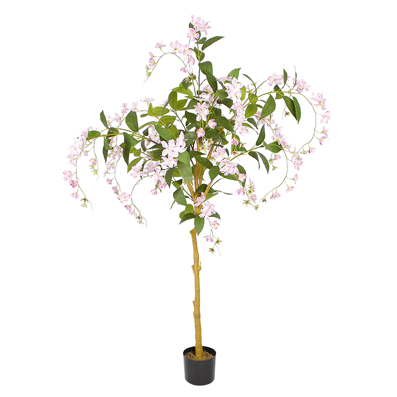 Hong Kong Orchid Tree Y8542-12-1PS