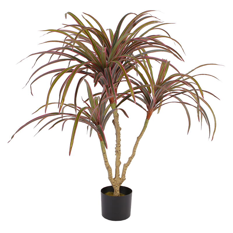 Dragon Tree Y8534-75-4PS