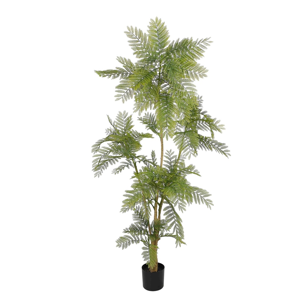 Jacaranda Y8543-128-3P