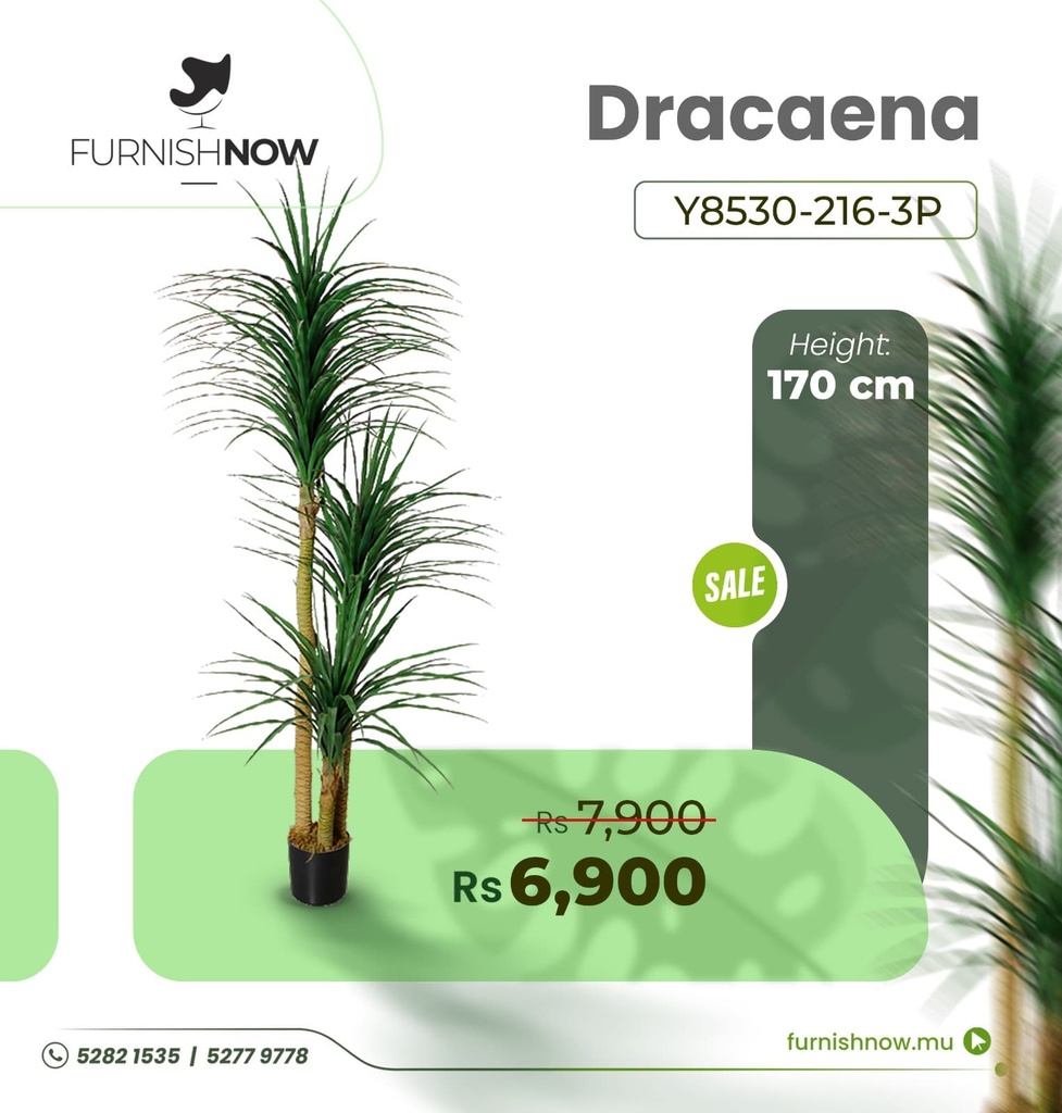 Dracaena Y8530-216-3P