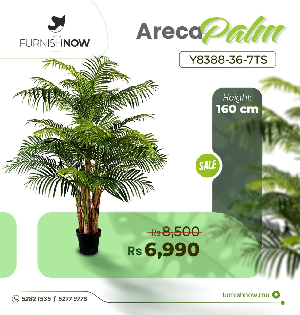 Areca Palm Y8388-36-7TS