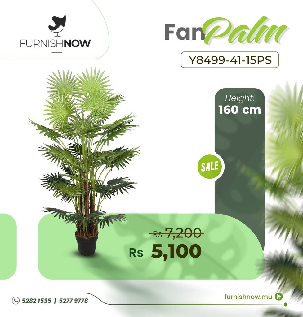 Fan Palm Y8499-41-15PS