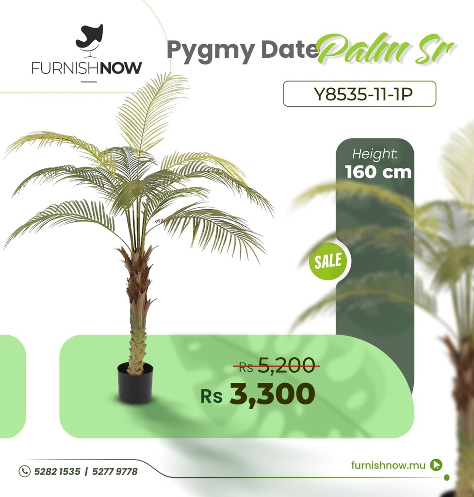 Pygmy Date Palm Y8535-11-1P (SR)