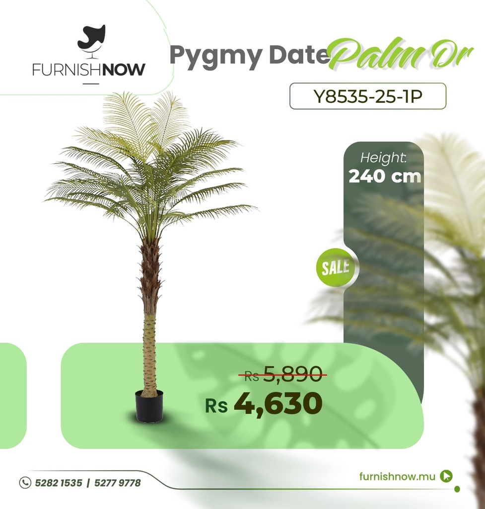 Pygmy Date Palm Y8535-25-1p (DR)