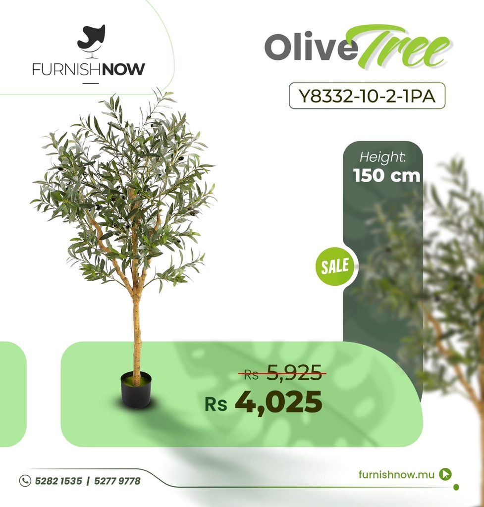 Olive Tree Y8332-10-2-1PA