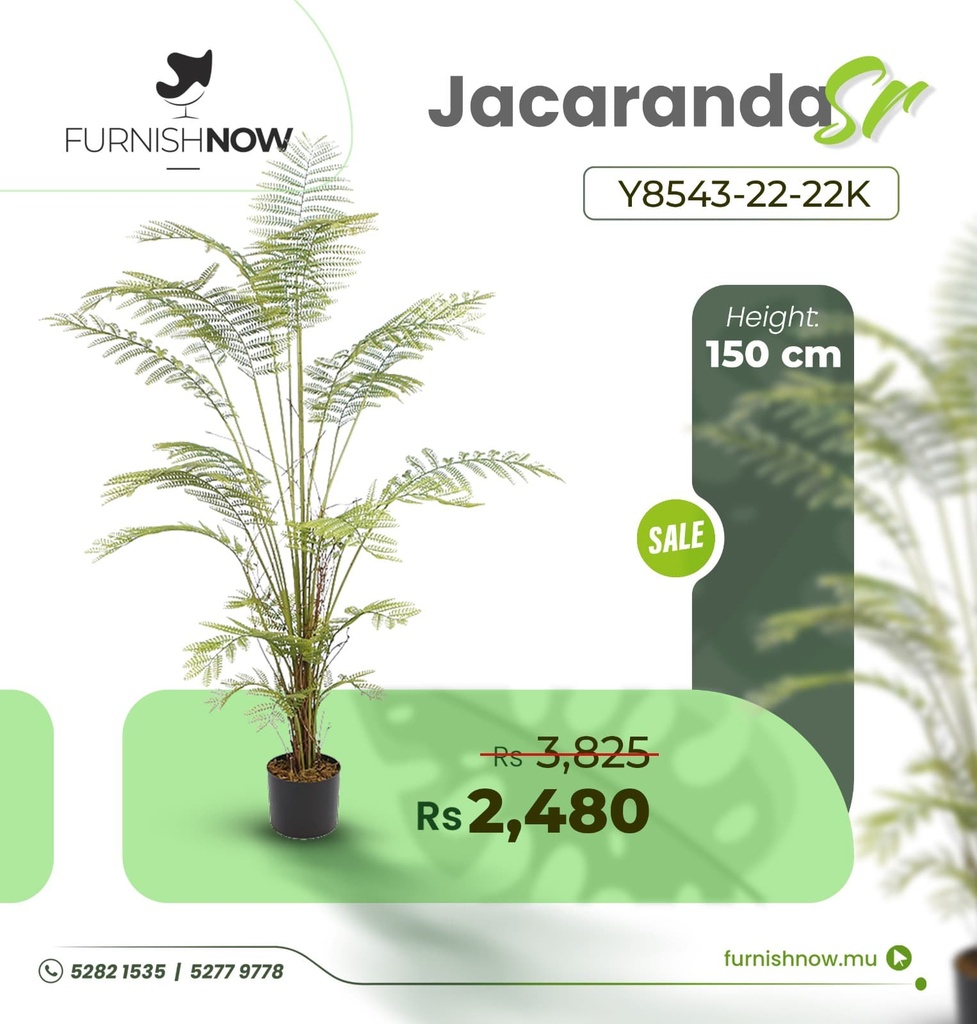 Jacaranda Y8543-22-22K (SR)
