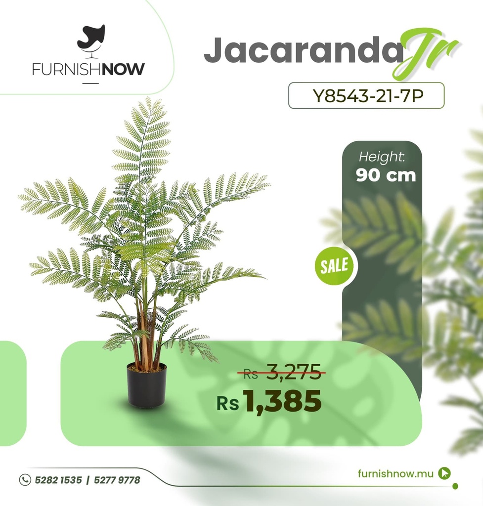 Jacaranda Y8543-21-7P (JR)