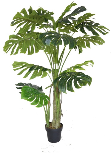 Monstera Plant  Y8453-22-3PS