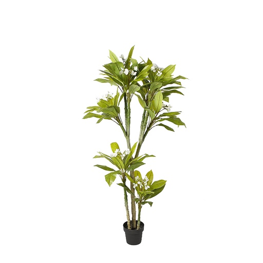 Plumeria Y8112-102-8-3PS