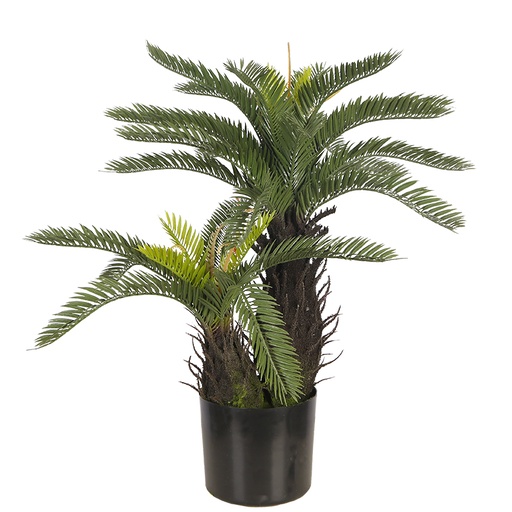 Cycas Palm Y8438-31-2P