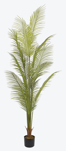 Pygmy Date Palm Y8535-13-1P