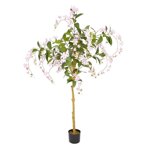 Hong Kong Orchid Tree Y8542-12-1PS