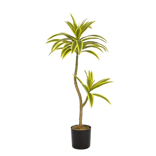 Dracaena Reflexa Y8555-47-2-1PS