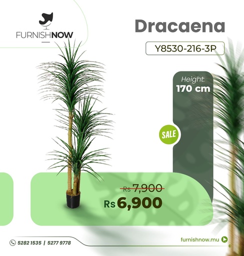 Dracaena Y8530-216-3P