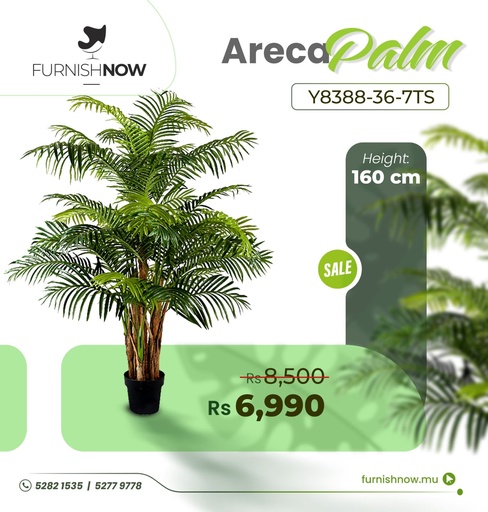 Areca Palm Y8388-36-7TS