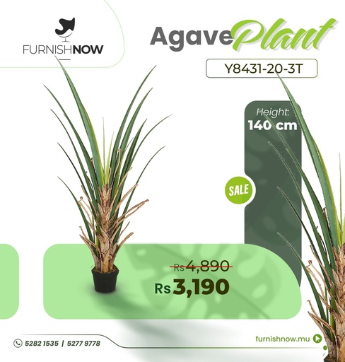 Agave Plant Y8431-20-3T