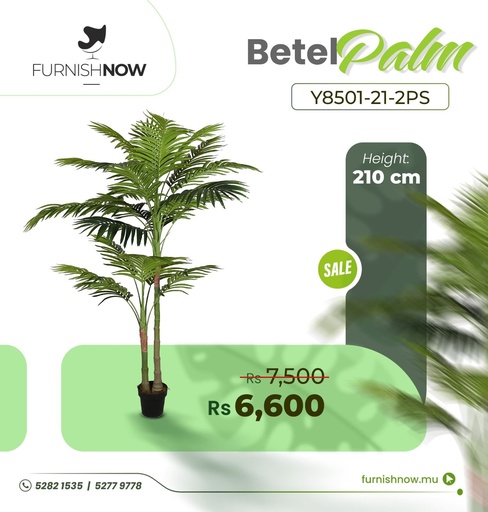 Betel Palm Y8501-21-2PS