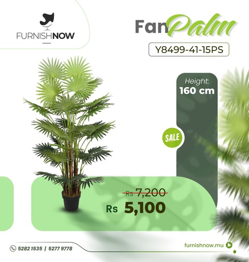 Fan Palm Y8499-41-15PS