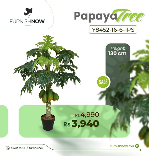 Papaya Tree Y8452-16-6-1PS