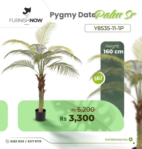 Pygmy Date Palm Y8535-11-1P (SR)
