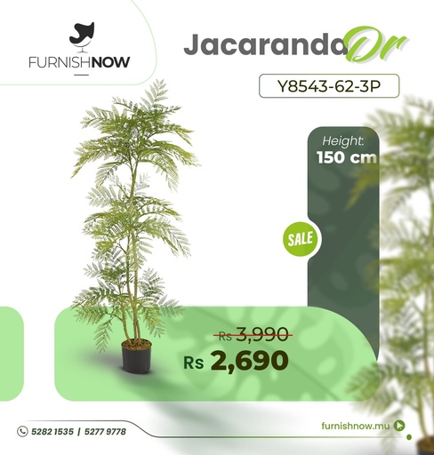 Jacaranda Y8543-62-3P (DR)