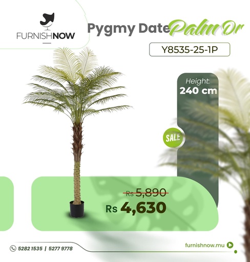 Pygmy Date Palm Y8535-25-1p (DR)