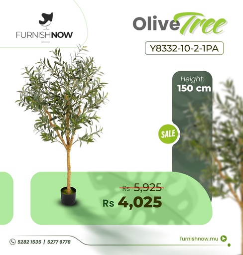 Olive Tree Y8332-10-2-1PA