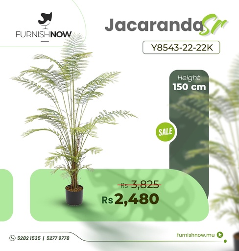 Jacaranda Y8543-22-22K (SR)