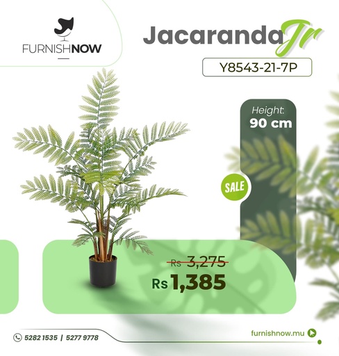 Jacaranda Y8543-21-7P (JR)