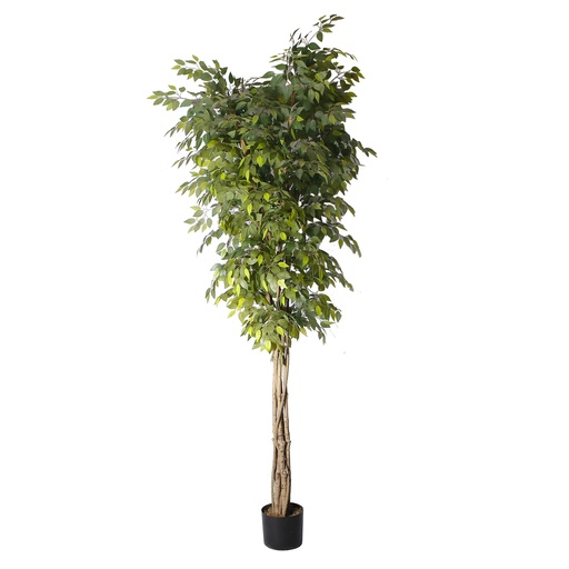 Ficus Tree Y8035-70-5-1PS