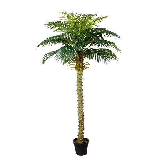 Areca Palm Y8388-24-1PS