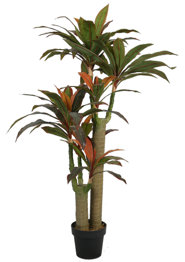 Dracaena Red Y8375-6-2PS